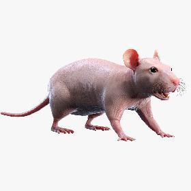 Rat Hairless 3D